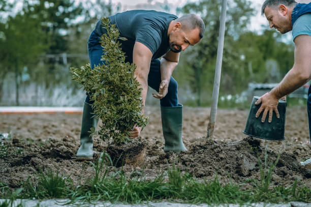 Best Lawn Maintenance Plans  in Hollins, VA