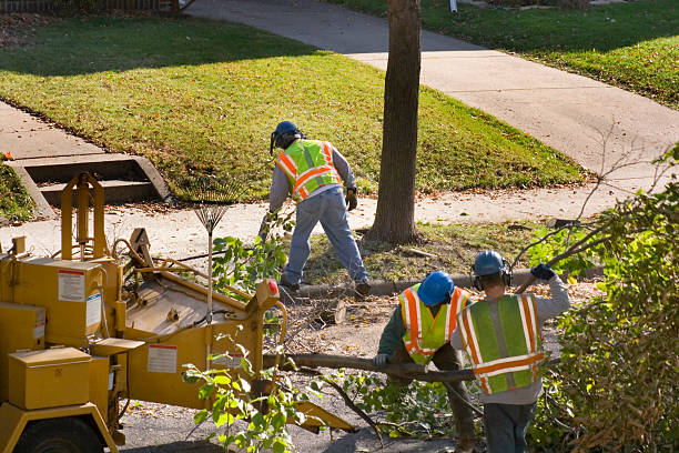 Best Tree Mulching  in Hollins, VA