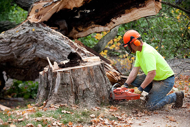 Professional Tree Services in Hollins, VA