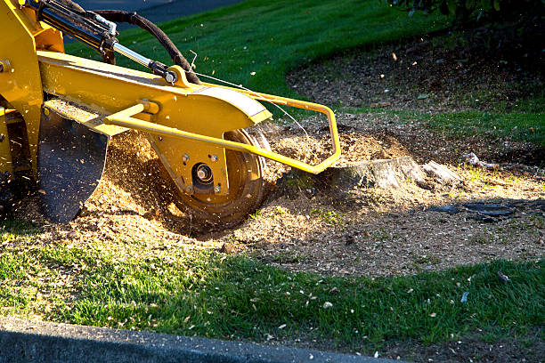 Best Leaf Removal  in Hollins, VA