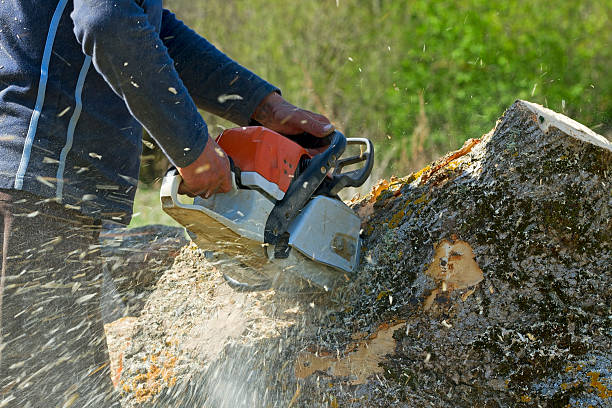 Best Lawn Pest Prevention  in Hollins, VA