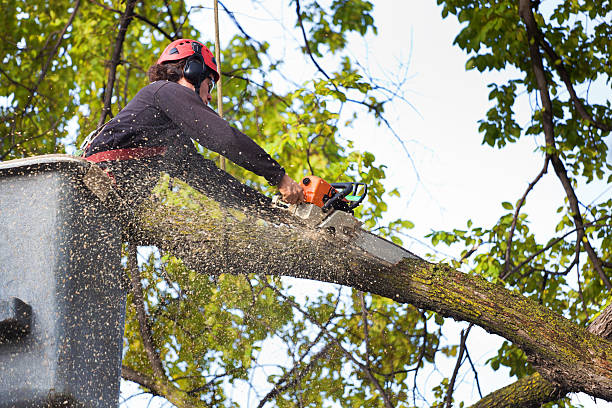 Best Tree Disease Treatment  in Hollins, VA