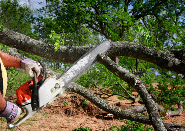 Best Tree Trimming and Pruning  in Hollins, VA