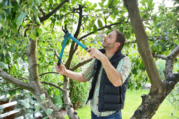Best Tree Health Inspection  in Hollins, VA